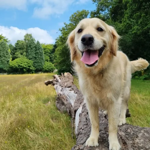Perro de SuperDinero